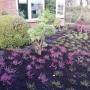 Heide aangeplant in Soest