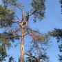 Boomverzorging Bilthoven