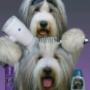 Bearded collie bij de kapper.