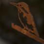 Birdwise