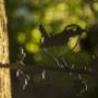 Birdwise