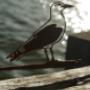 Birdwise