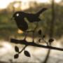 Birdwise