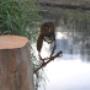 Birdwise