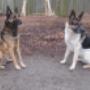 De Brave Herder
