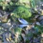 Blue Green Holiday