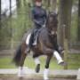 Dutch Dressage Connection BV