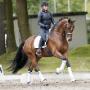 Dutch Dressage Connection BV