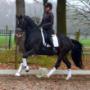 Dutch Dressage Connection BV