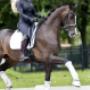 Dutch Dressage Connection BV