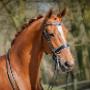 Dutch Dressage Connection BV