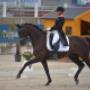 Dutch Dressage Connection BV