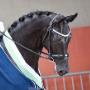 Dutch Dressage Connection BV