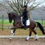 Dutch Dressage Connection BV