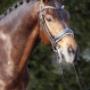 Dutch Dressage Connection BV