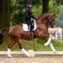 Dutch Dressage Connection BV
