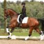Dutch Dressage Connection BV