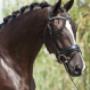 Dutch Top horses