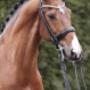 Dutch Top horses