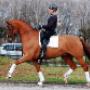 Dutch Top horses