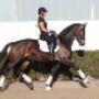 Dutch Top horses