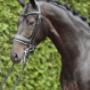 Dutch Top horses