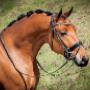 Dutch Top horses
