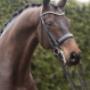 Dutch Top horses