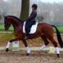 Dutch Top horses