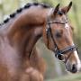 Dutch Top horses
