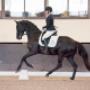 Dutch Top horses
