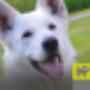 Dierenboulevard Jan de Roo