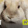 Dierenboulevard Jan de Roo