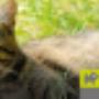 Dierenboulevard Jan de Roo