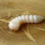 Houtworm