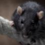 Zwarte rat