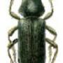 Houtwormkever