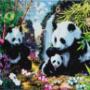 40 x 50 cm panda's
