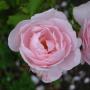 Rozen in de zomer,zoet en mooi