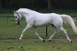 Blue Stables