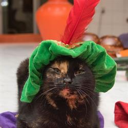 Stichting Dierenthuis