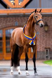 Stal Brouwer