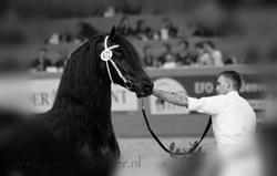 Trainingsstal Dynamis VOF