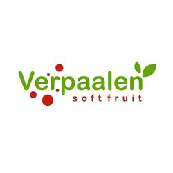 Verpaalen soft fruit plants BV