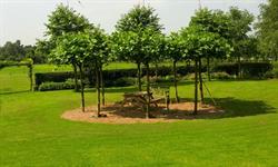 Vinkbomen.nl
