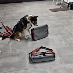 JR Centrum voor de hond