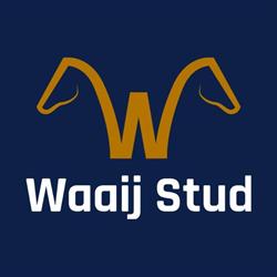 Waaij Stud