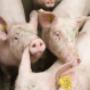 Dierenartsenpraktijk VUG BV Voorthuizen/Uddel/Garderen