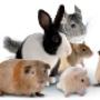 Dierenartsenpraktijk VUG BV Voorthuizen/Uddel/Garderen