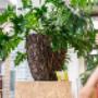 INTERIEURBEPLANTING HET ANTWOORD OP EEN GEZONDE LEEFOMGEVING
